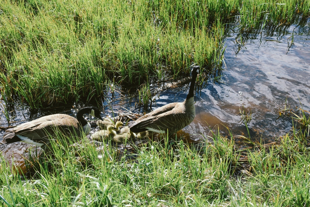 Ducks in a low lying area with water, such as that found in and around Princeton NJ